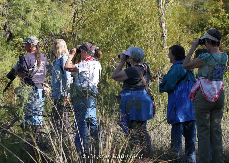 Good looks at Common Yellowthroat.jpg